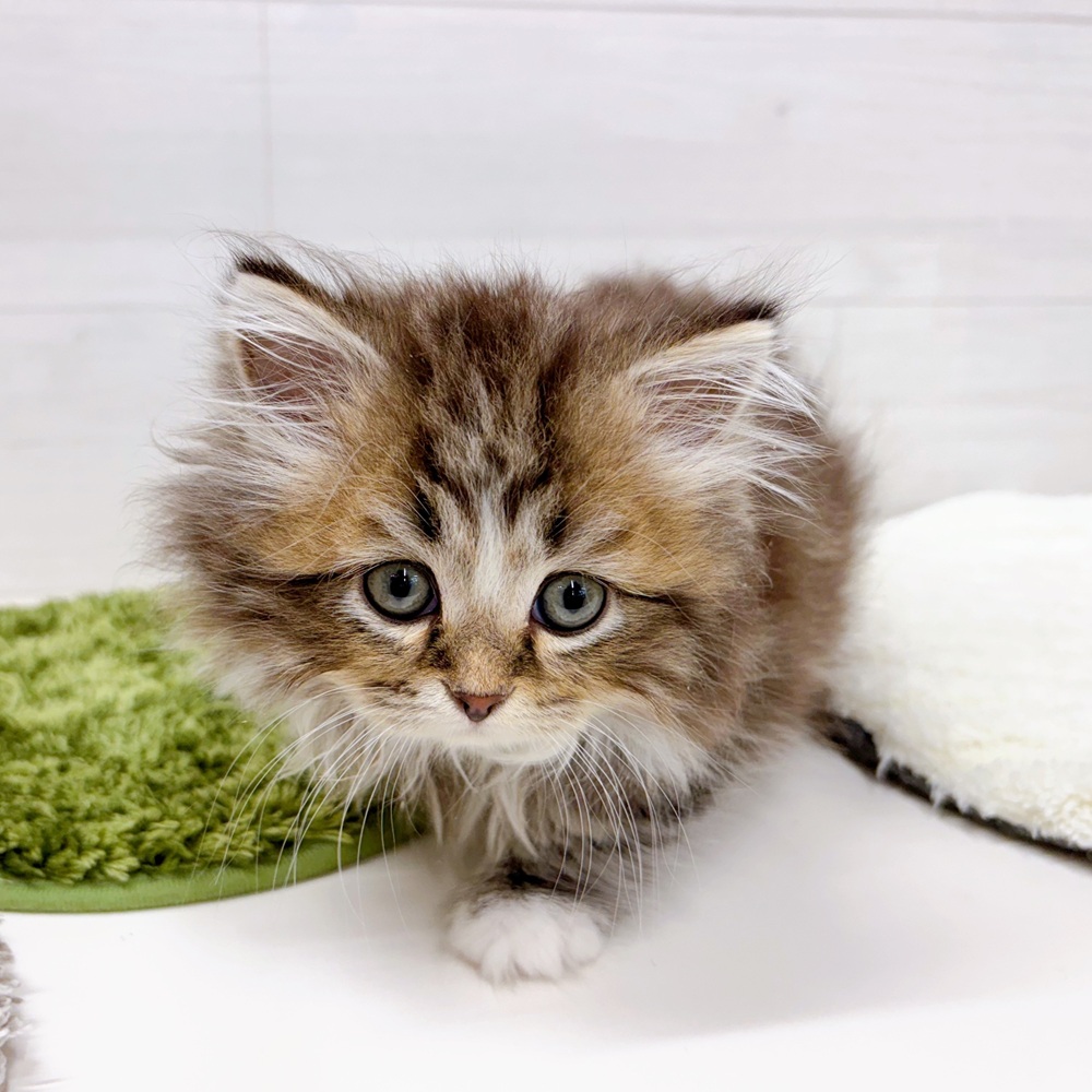 石川県のスコティッシュストレート (犬の家＆猫の里アミーゴ金沢おこばた店/2026年3月19日生まれ/男の子/ブラウンタビーホワイト)の子猫の2枚目の画像
