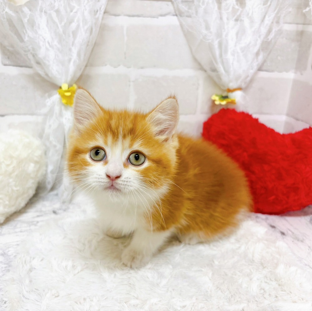京都府のスコティッシュストレート (犬の家＆猫の里京都精華店/2026年3月16日生まれ/男の子/レッドタビーホワイト)の子猫の2枚目の画像