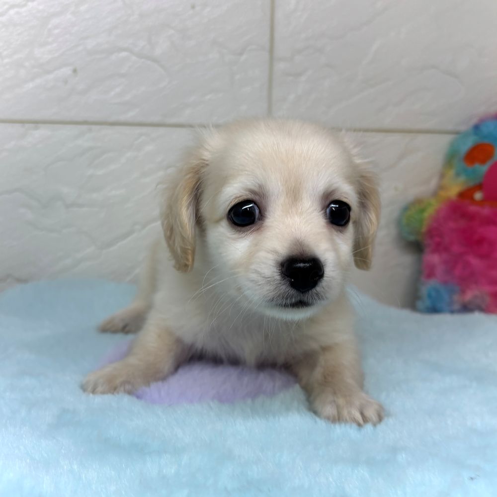 兵庫県のチワックス(チワワ×ダックス) (犬の家＆猫の里ゆめタウン姫路店/2026年3月21日生まれ/男の子/クリーム)の子犬の2枚目の画像