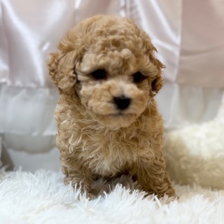 兵庫県のトイプードル(トイ) (犬の家＆猫の里カナート西神戸店/2026年3月18日生まれ/男の子/アプリコット)の子犬の2枚目の画像