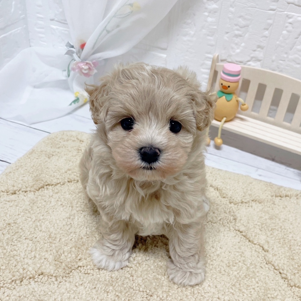 岡山県のマルプー(マルチーズ×プードル) (犬の家＆猫の里岡山店/2026年3月22日生まれ/男の子/クリームホワイト)の子犬の2枚目の画像