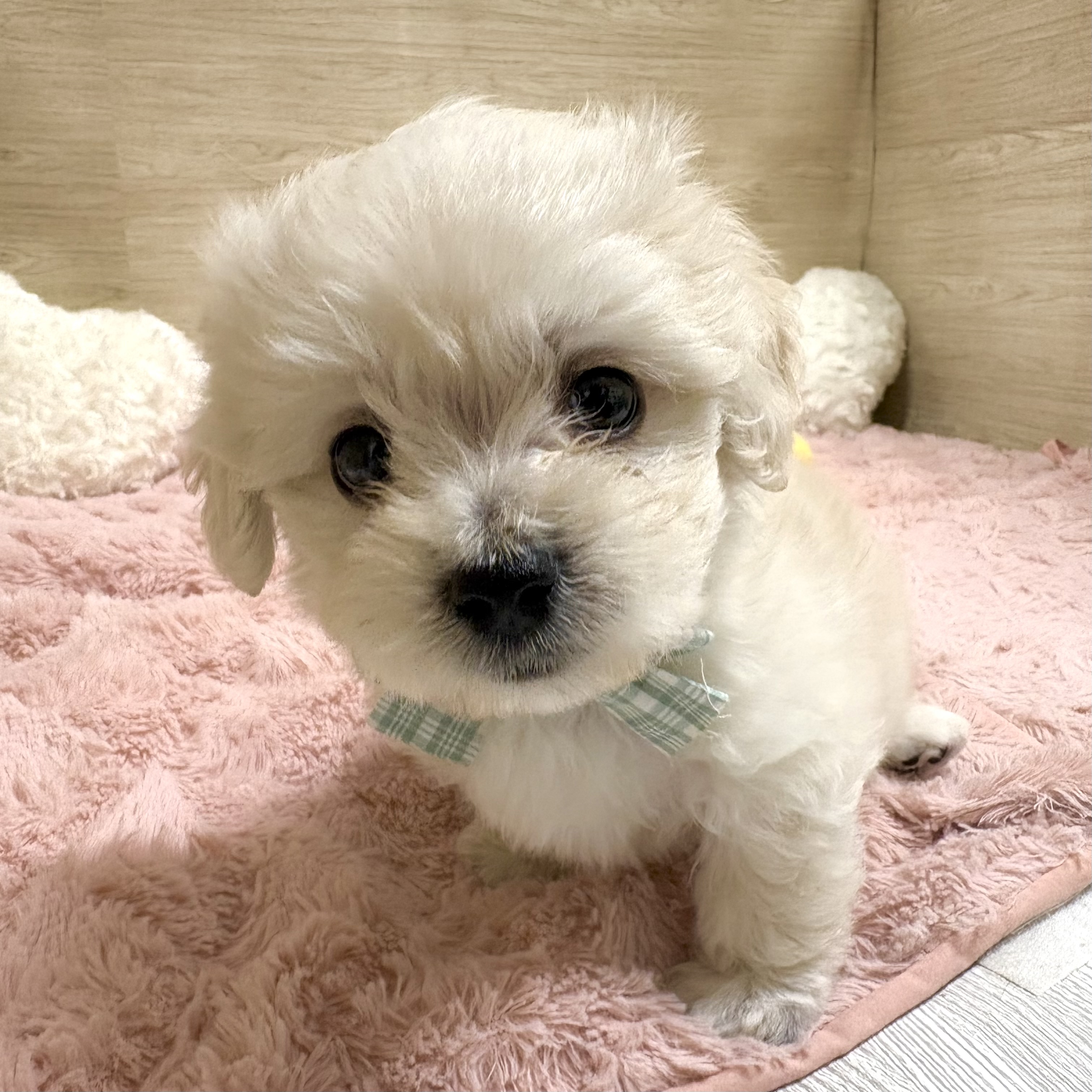 大阪府のマルックス(マルチーズ×ダックス) (犬の家＆猫の里そよら東岸和田店/2026年3月22日生まれ/男の子/クリーム)の子犬の2枚目の画像