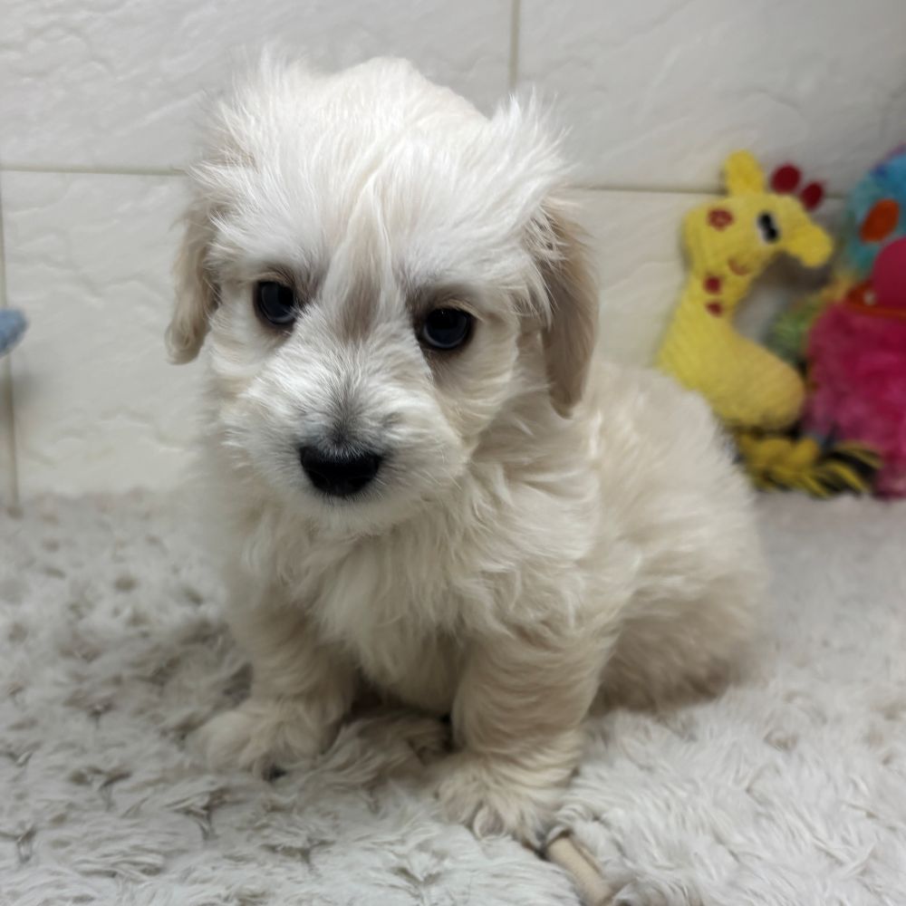 兵庫県のマルックス(マルチーズ×ダックス) (犬の家＆猫の里ゆめタウン姫路店/2026年3月22日生まれ/男の子/クリーム)の子犬の2枚目の画像