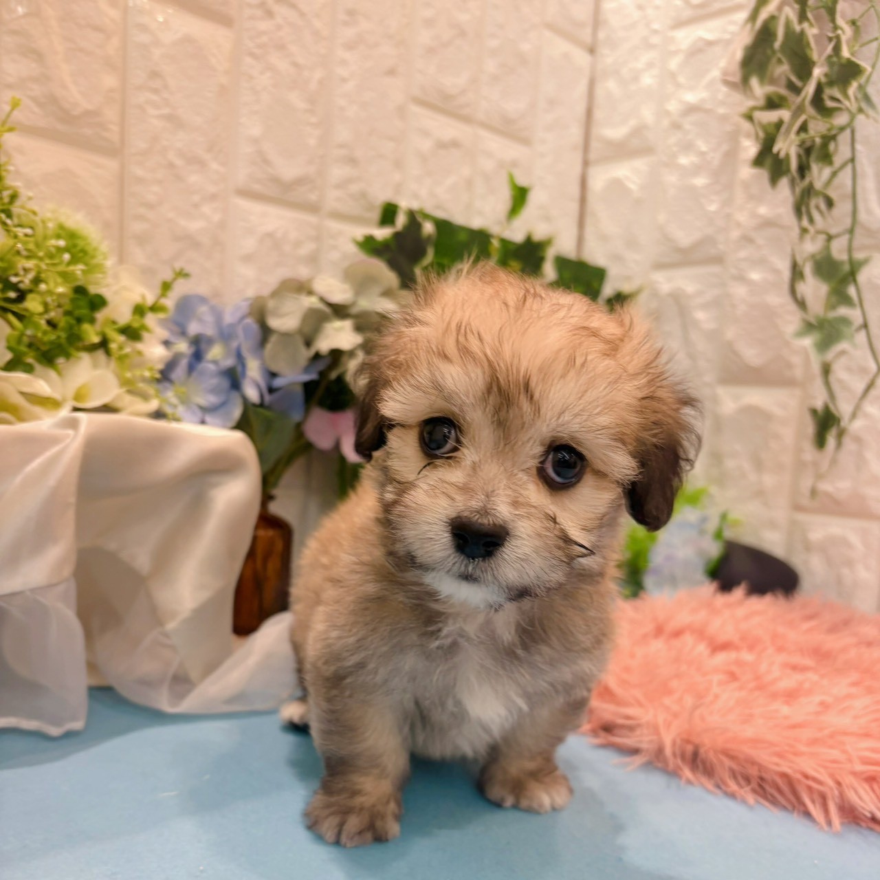 岡山県のマルックス(マルチーズ×ダックス) (犬の家＆猫の里倉敷店/2026年3月22日生まれ/男の子/フォーン)の子犬の1枚目の画像