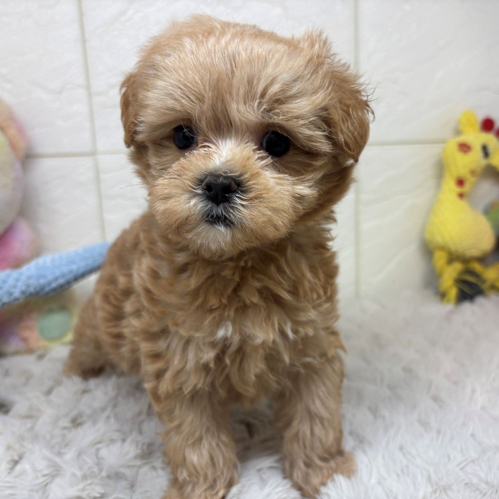 兵庫県のマルプー(マルチーズ×プードル) (犬の家＆猫の里ゆめタウン姫路店/2026年3月22日生まれ/女の子/クリーム)の子犬の2枚目の画像