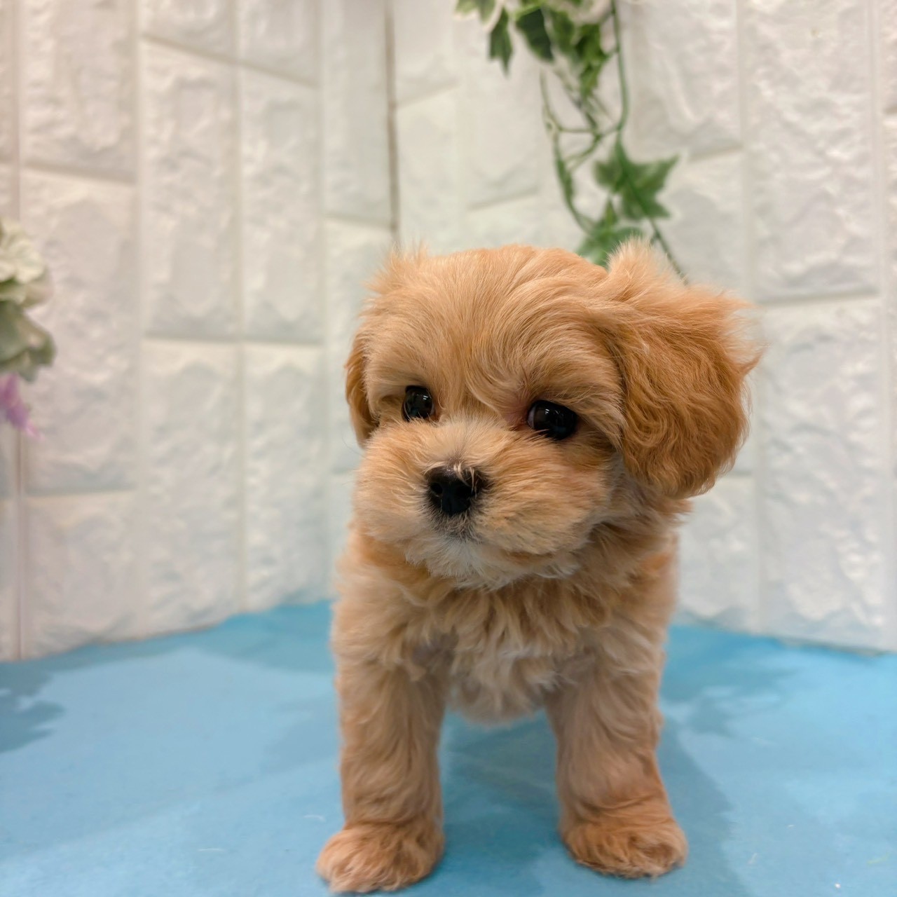 岡山県のマルプー(マルチーズ×プードル) (犬の家＆猫の里倉敷店/2026年3月22日生まれ/男の子/クリーム)の子犬の2枚目の画像