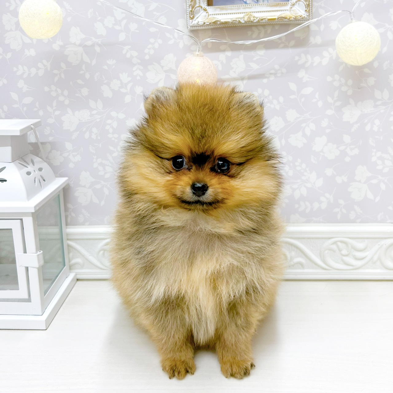 富山県のポメラニアンの子犬を価格や特徴で探す|ペットショップ探す