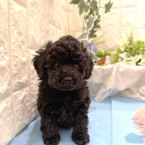 岡山県のトイプードル(トイ) (犬の家＆猫の里倉敷店/2026年3月21日生まれ/男の子/ブラック)の子犬の1枚目の画像
