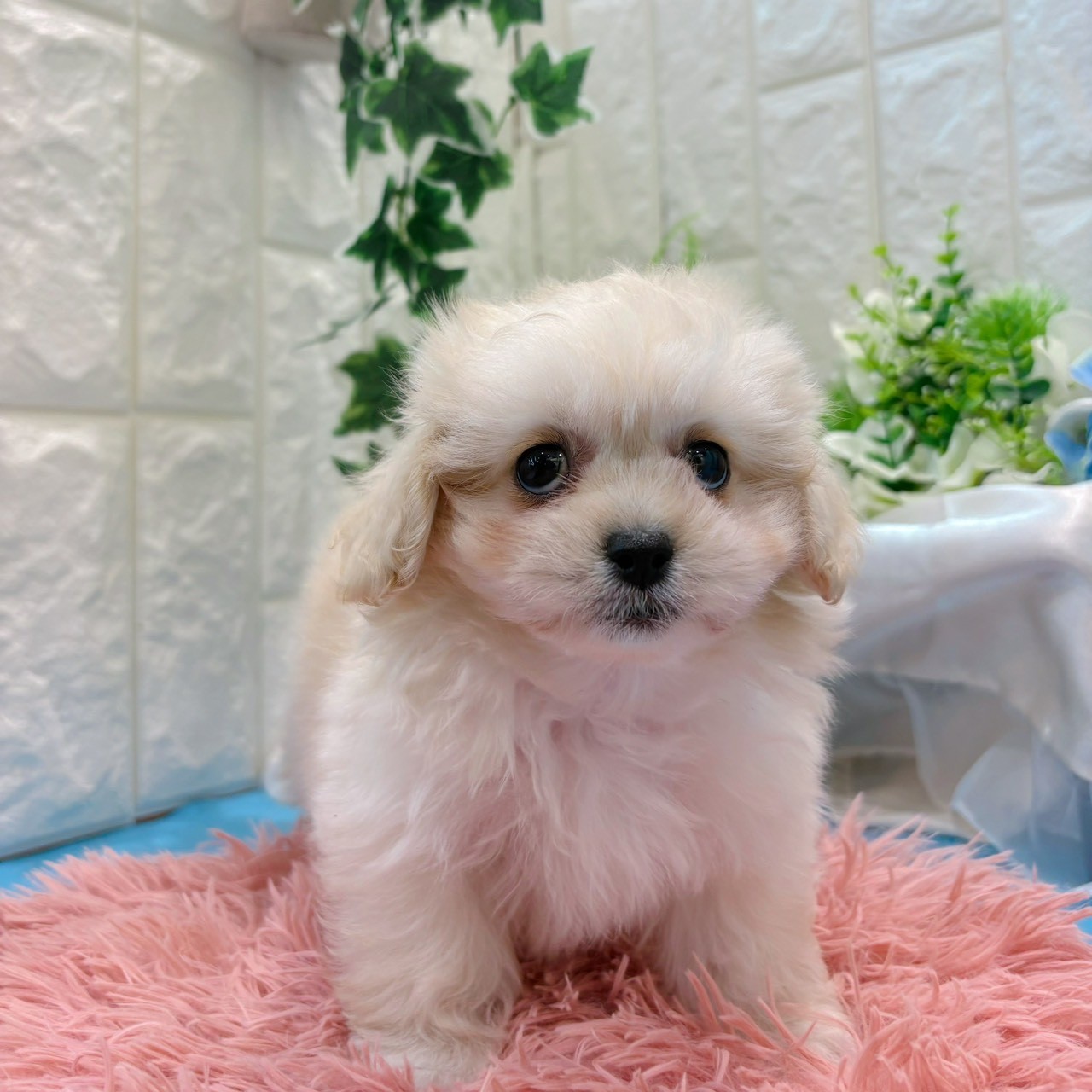 岡山県のペキプー(ペキニーズ×プードル) (犬の家＆猫の里倉敷店/2026年3月20日生まれ/女の子/オレンジフォーン)の子犬の2枚目の画像