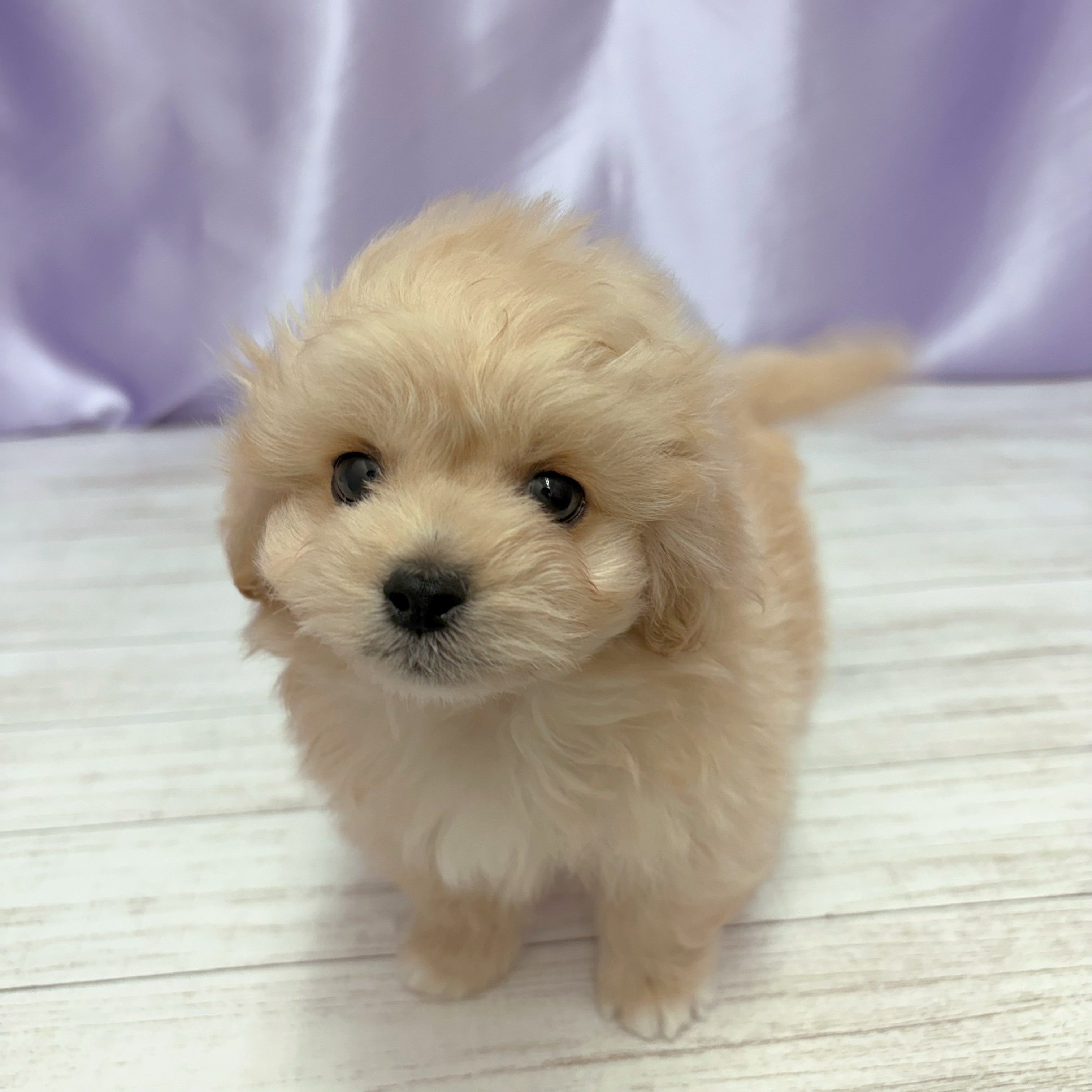 兵庫県のペキプー(ペキニーズ×プードル) (犬の家＆猫の里尼崎店/2026年3月20日生まれ/男の子/オレンジフォーン)の子犬の2枚目の画像