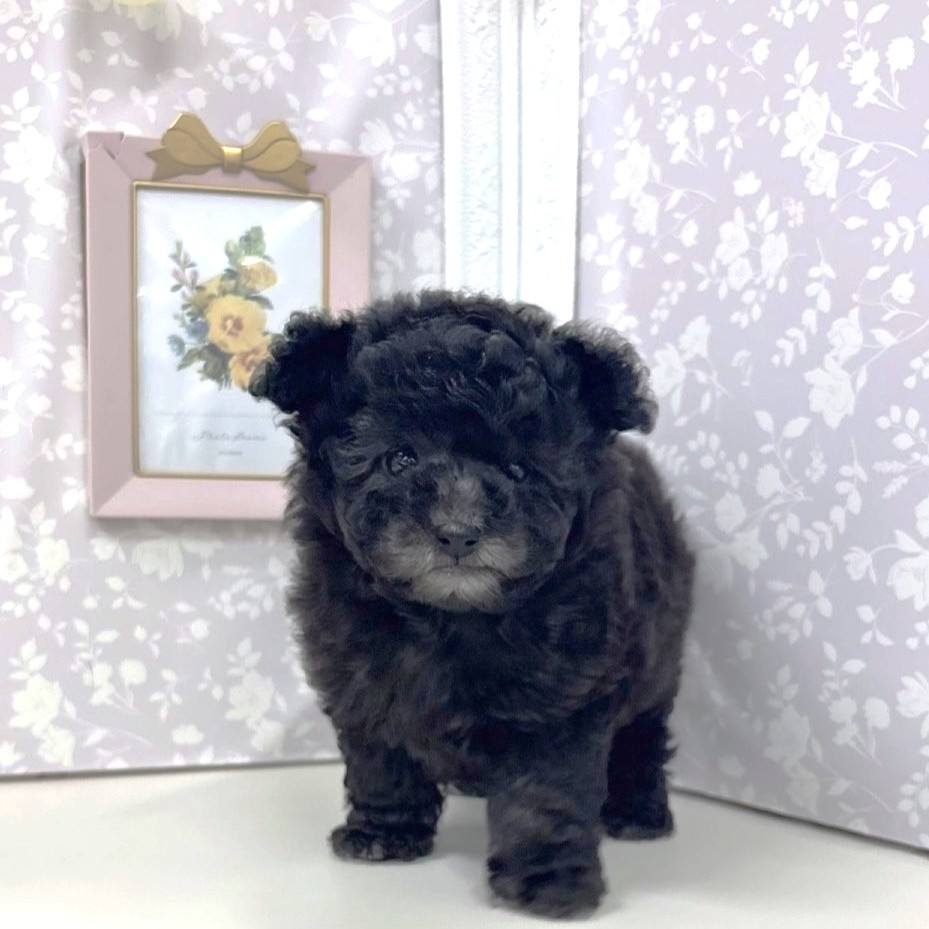 富山県のトイプードル(タイニー) (犬の家＆猫の里アミーゴ高岡蓮花寺店/2026年3月22日生まれ/女の子/グレー)の子犬の2枚目の画像
