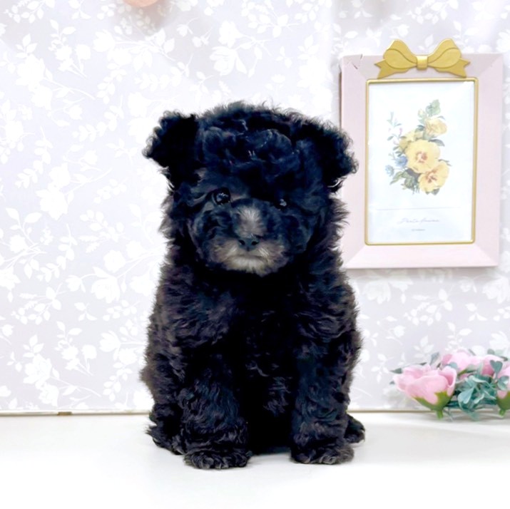 富山県のトイプードル(タイニー) (犬の家＆猫の里アミーゴ高岡蓮花寺店/2026年3月22日生まれ/女の子/グレー)の子犬の1枚目の画像