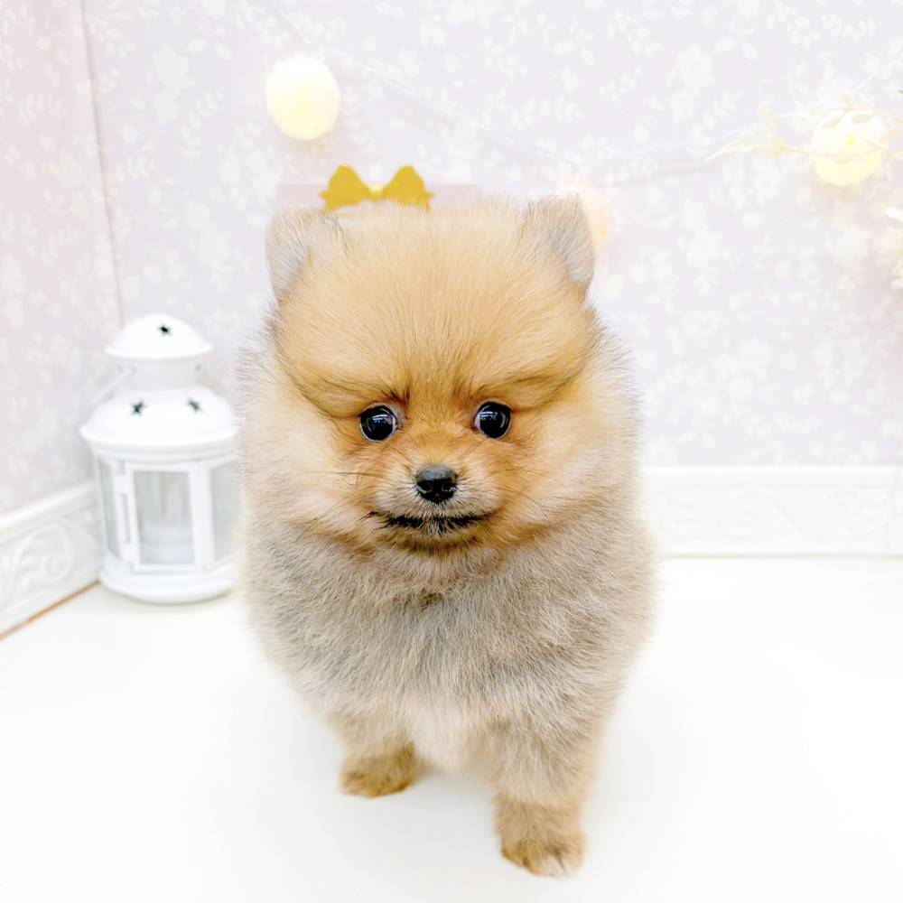 富山県のポメラニアン (犬の家＆猫の里富山店/2026年3月22日生まれ/女の子/オレンジセーブル)の子犬の1枚目の画像