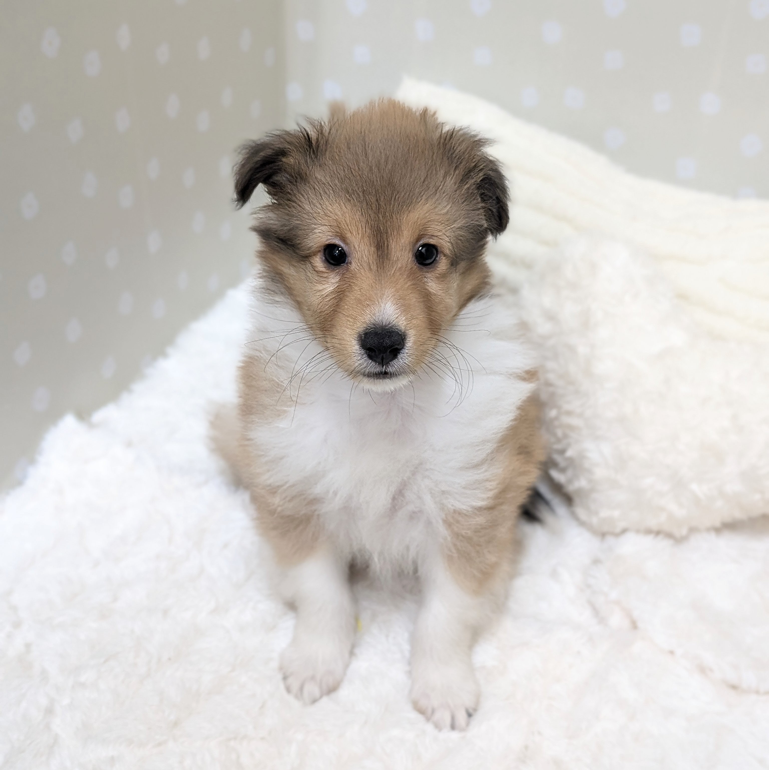愛知県のシェットランドシープドッグ (犬の家＆猫の里安城店/2026年3月22日生まれ/女の子/セーブルホワイト)の子犬の2枚目の画像