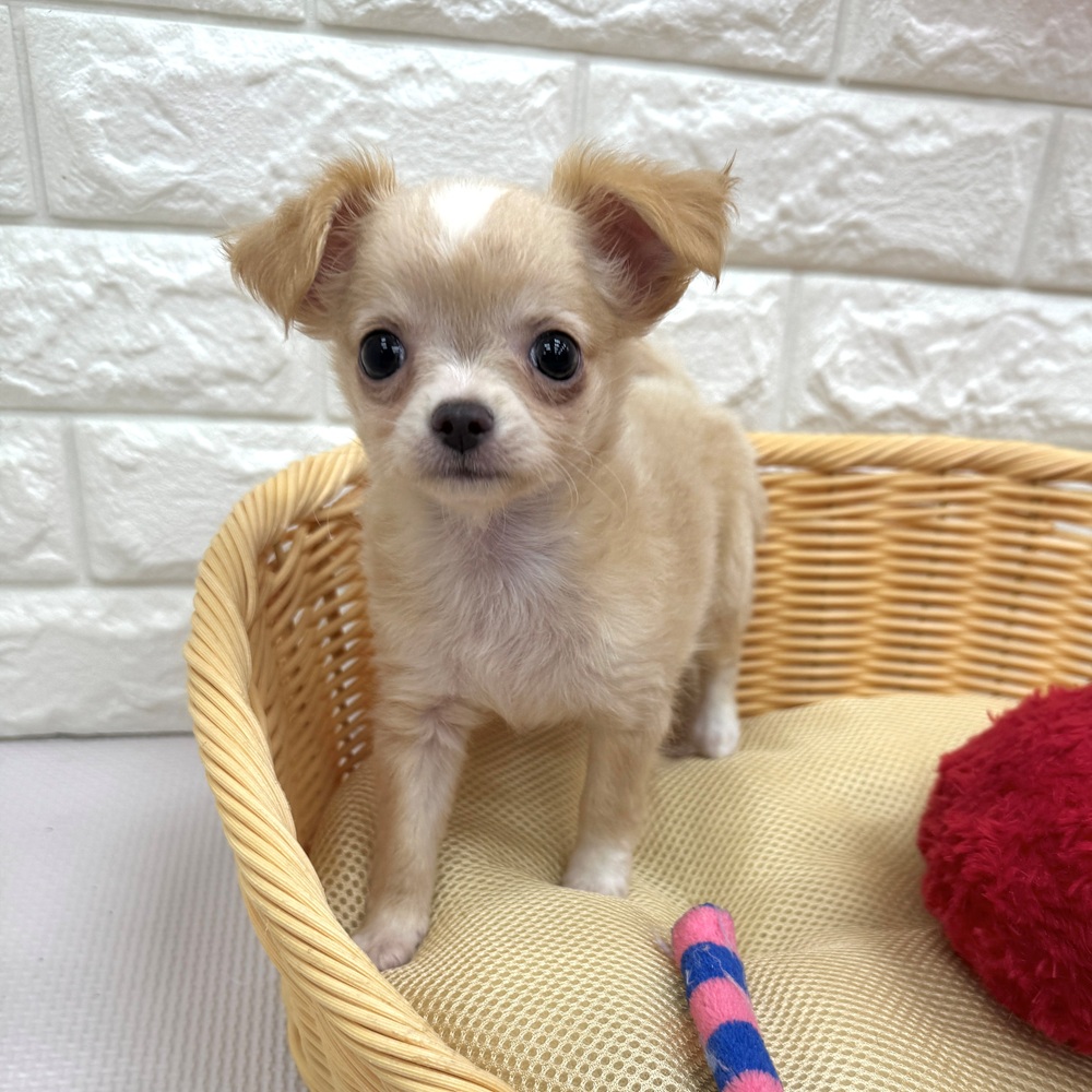 愛知県のチワワ(ロング) (犬の家＆猫の里MEGAドン・キホーテ東海名和店/2026年3月21日生まれ/女の子/クリームホワイト)の子犬の2枚目の画像