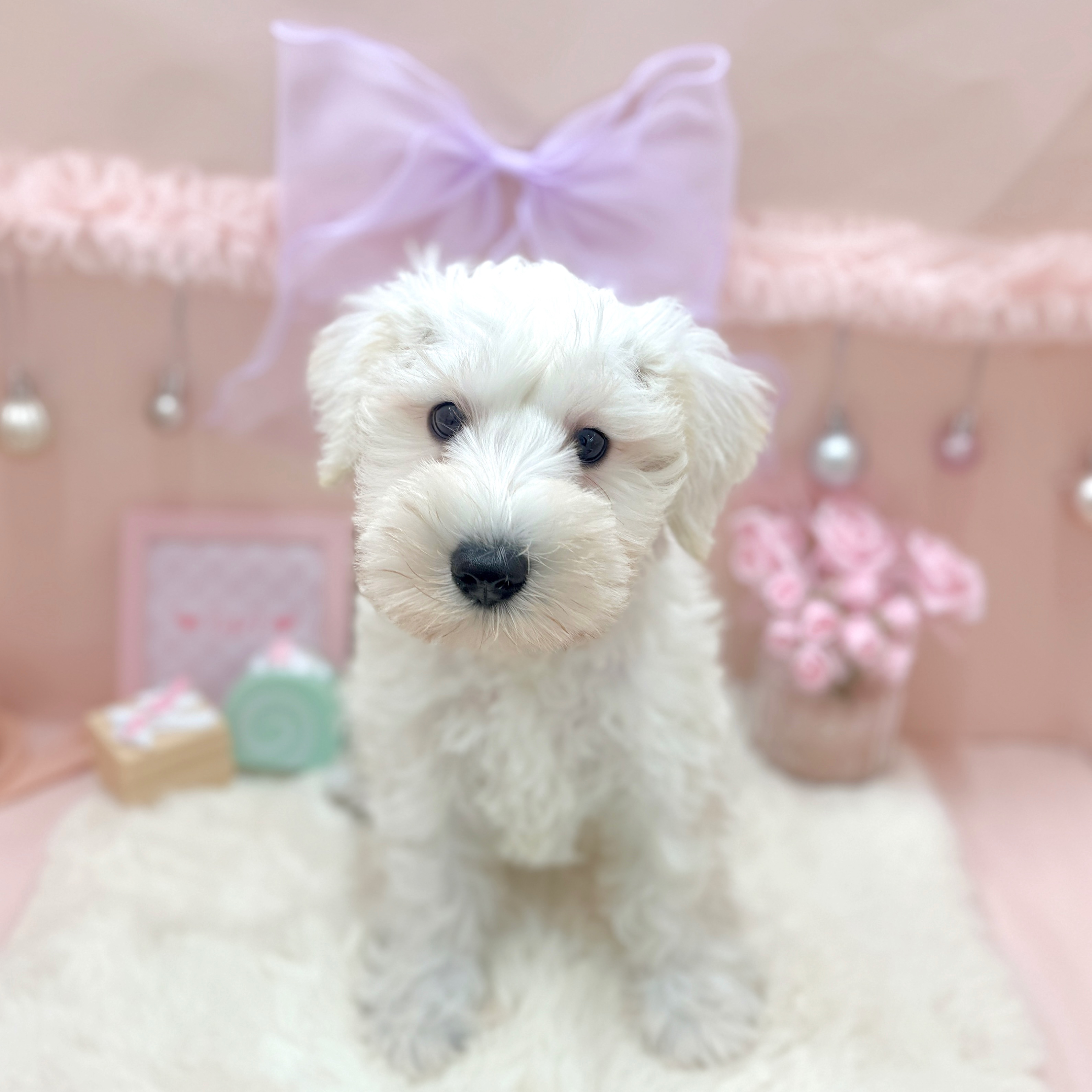 福井県のミニチュアシュナウザー (犬の家＆猫の里アミーゴ福井大和田店/2026年3月20日生まれ/女の子/ホワイト)の子犬の1枚目の画像