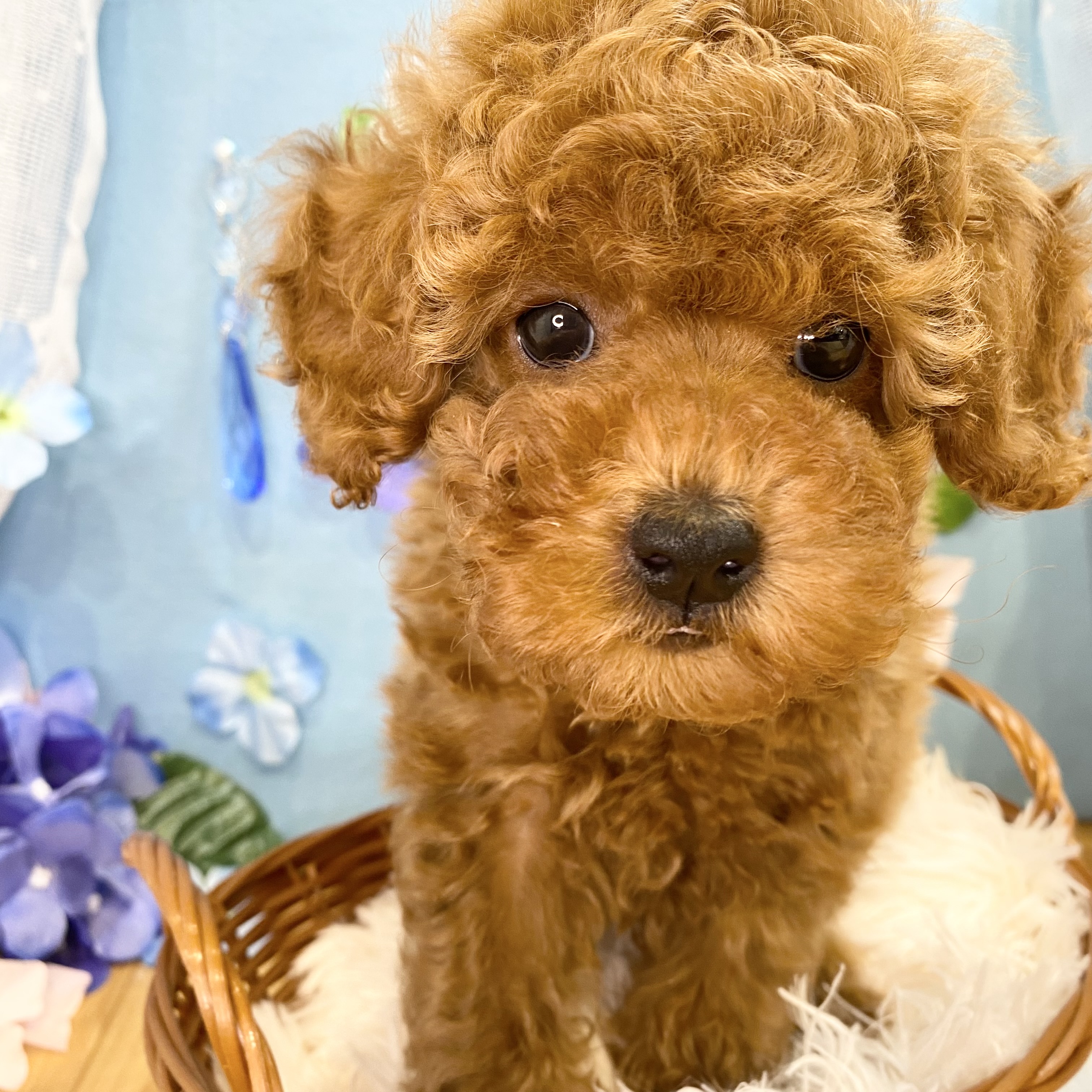 長野県のトイプードル(トイ) (犬の家＆猫の里カインズ梓川店/2026年3月21日生まれ/男の子/レッドフォーン)の子犬の2枚目の画像