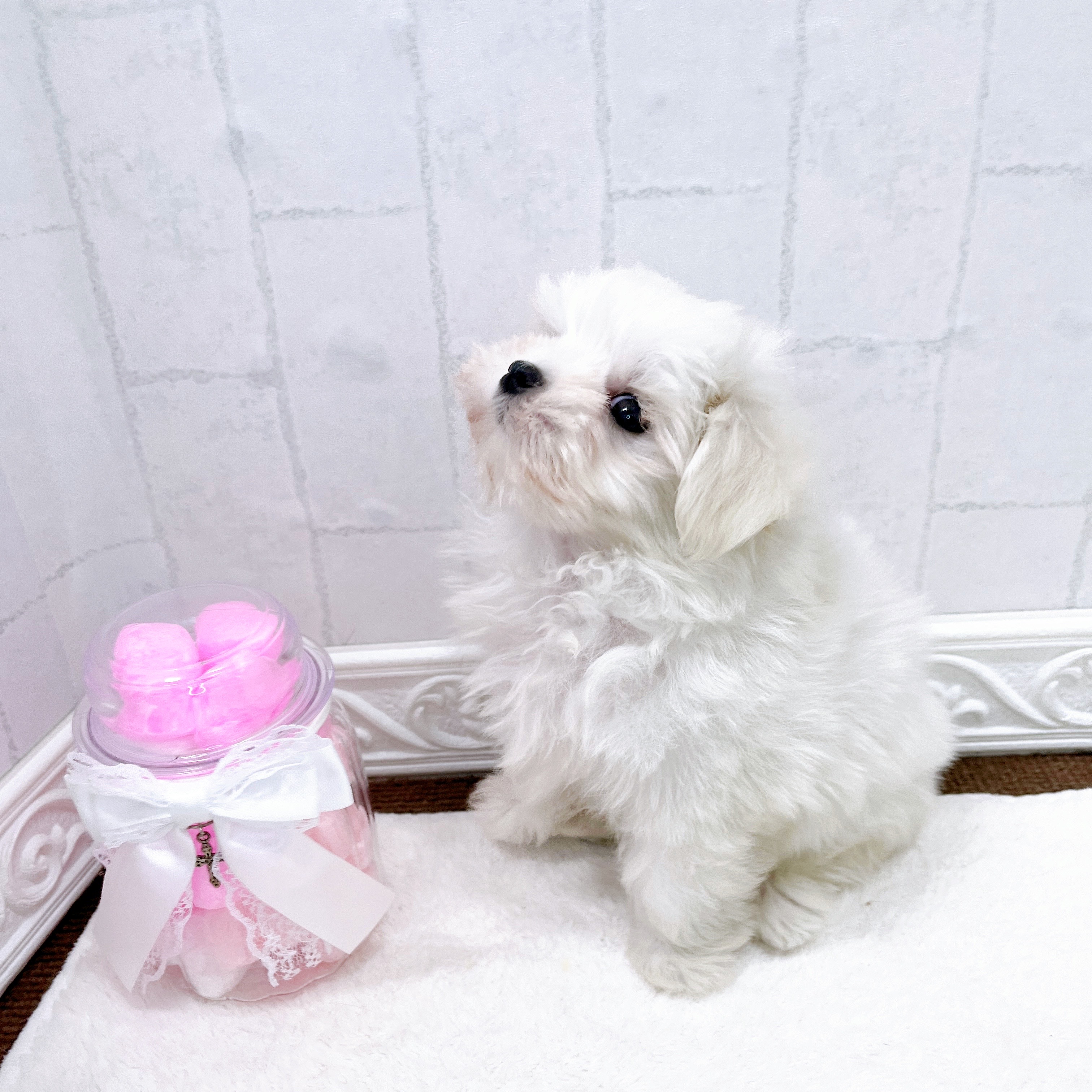 石川県のマルチーズ (犬の家＆猫の里アミーゴ金沢有松店/2026年3月21日生まれ/男の子/ホワイト)の子犬の2枚目の画像