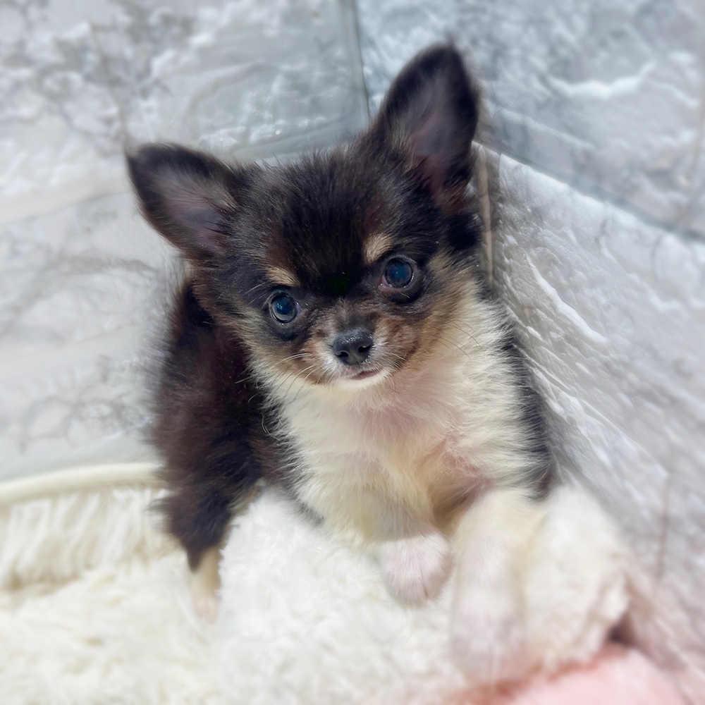 愛知県のチワワ(ロング) (犬の家＆猫の里MiO香久山店/2026年3月20日生まれ/男の子/ブラッククリームホワイト)の子犬の2枚目の画像