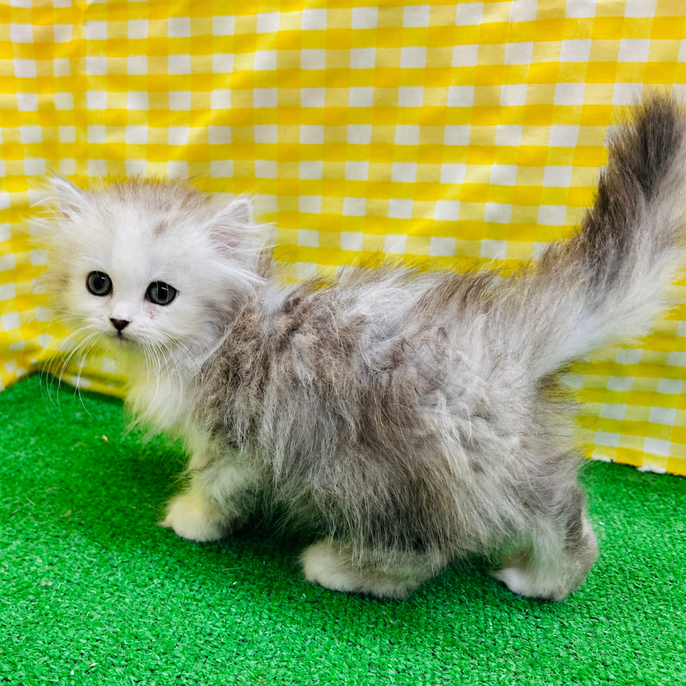 愛知県のミヌエット (犬の家＆猫の里名古屋天白店/2026年3月18日生まれ/女の子/チンチラシルバー)の子猫の2枚目の画像