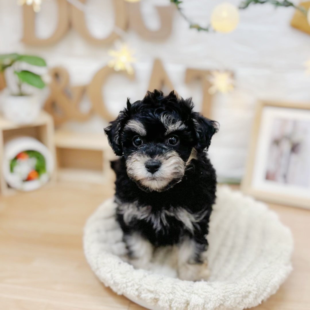 千葉県のマルプー(マルチーズ×プードル) (犬の家＆猫の里ワンズモール稲毛店/2026年3月24日生まれ/男の子/ブラックタン)の子犬の2枚目の画像