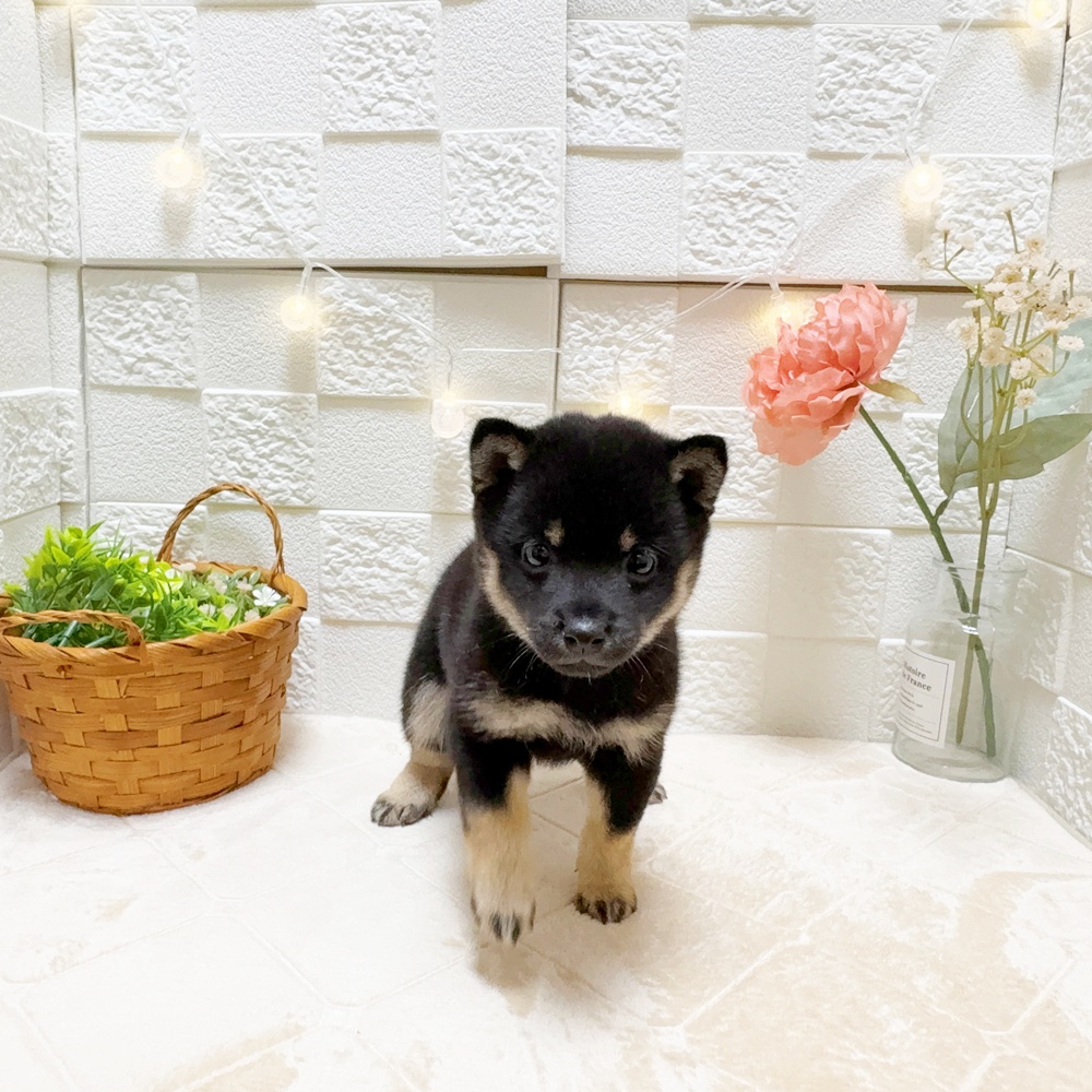 東京都の豆柴 (犬の家＆猫の里ペットフォレスト小平店/2026年3月24日生まれ/女の子/黒)の子犬の1枚目の画像