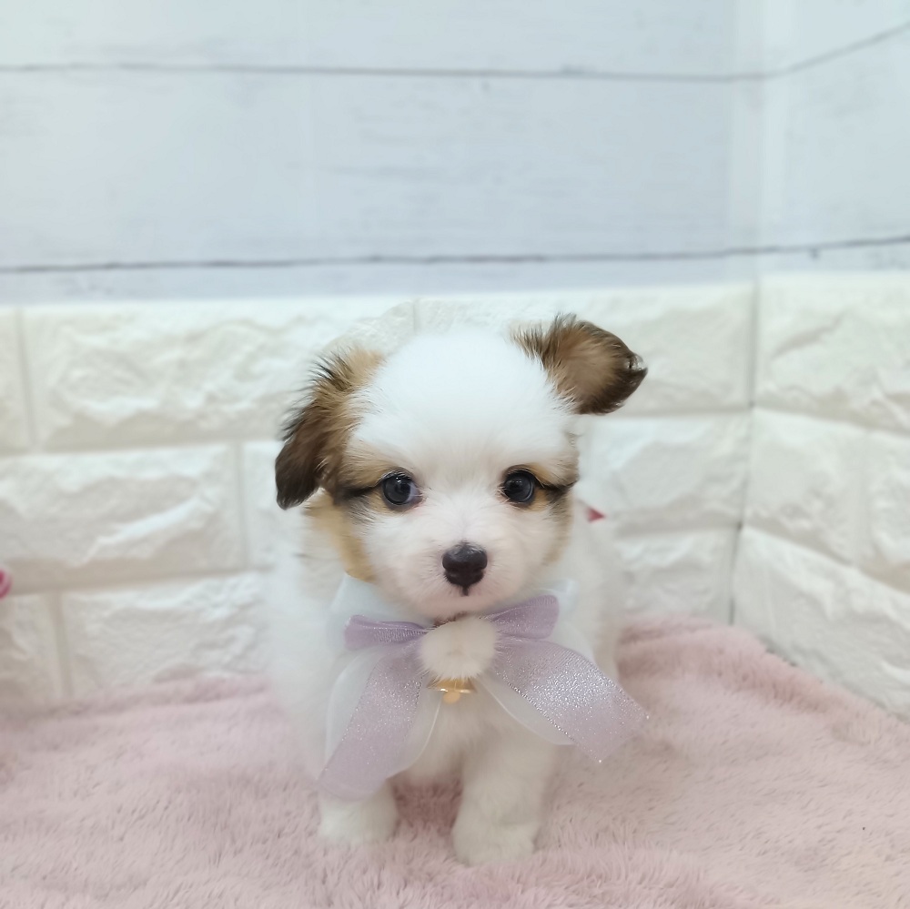 静岡県のパピヨン (犬の家＆猫の里アミーゴ浜松和田店/2026年3月24日生まれ/女の子/ホワイトブラウン)の子犬の2枚目の画像