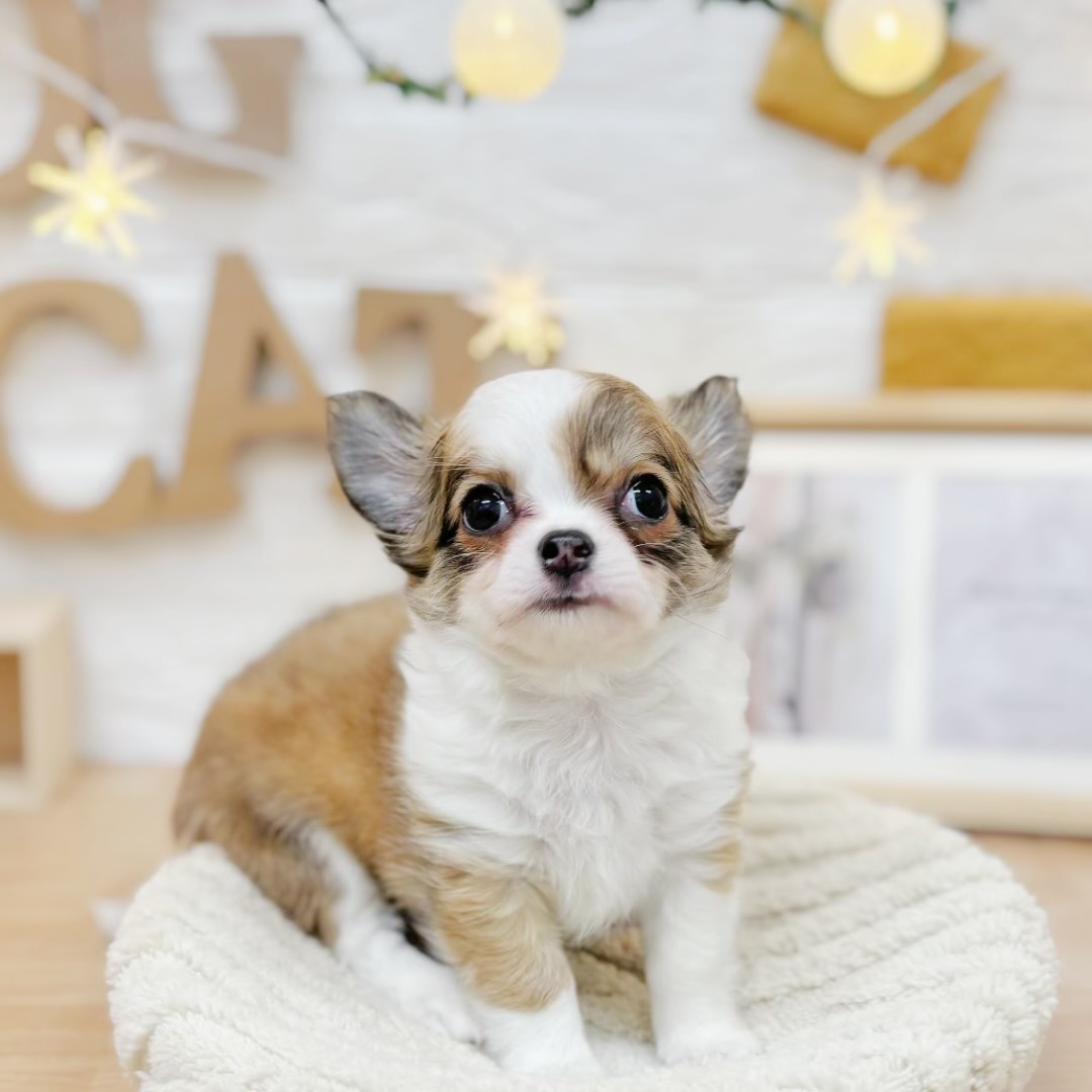 千葉県のチワワ(ロング) (犬の家＆猫の里ワンズモール稲毛店/2026年3月23日生まれ/女の子/レッドホワイト)の子犬の2枚目の画像