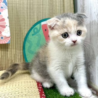 神奈川県のスコティッシュフォールド (犬の家＆猫の里小田原店/2026年3月23日生まれ/女の子/ダイリュートキャリコ)の子猫の1枚目の画像