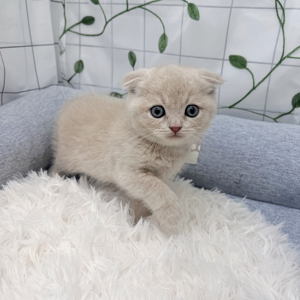 長野県のスコティッシュフォールド (犬の家＆猫の里塩尻店/2026年3月23日生まれ/女の子/クリーム)の子猫の2枚目の画像