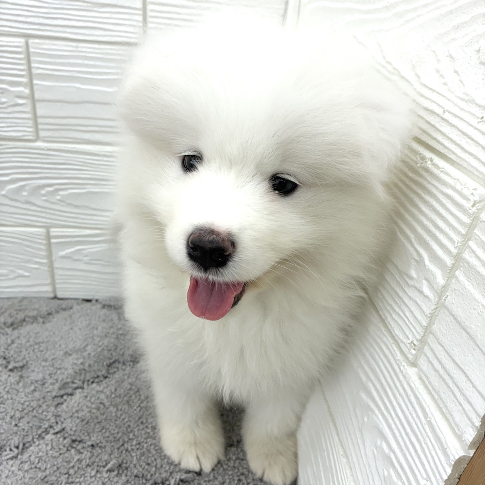 愛知県のサモエド (犬の家＆猫の里七宝店/2026年3月21日生まれ/女の子/ホワイト)の子犬の1枚目の画像