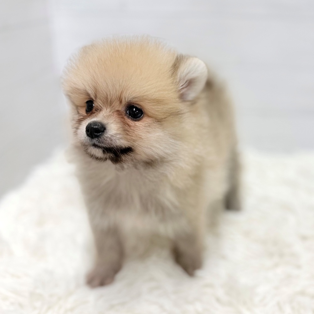 愛知県のポメラニアン (犬の家＆猫の里豊田店/2026年3月24日生まれ/男の子/オレンジ)の子犬の2枚目の画像