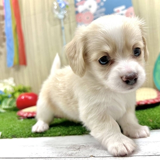 神奈川県のチワックス(チワワ×ダックス) (犬の家＆猫の里小田原店/2026年3月23日生まれ/男の子/クリームホワイト)の子犬の1枚目の画像
