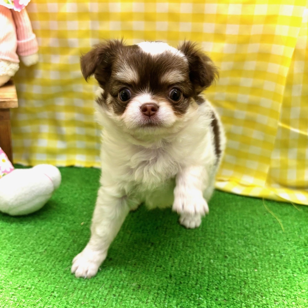 愛知県のチワワ(ロング) (犬の家＆猫の里名古屋天白店/2026年3月24日生まれ/女の子/ホワイトチョコレートタン)の子犬の2枚目の画像