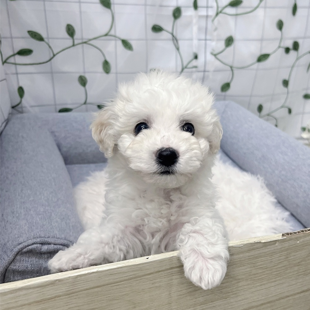 長野県のビションフリーゼ (犬の家＆猫の里塩尻店/2026年3月22日生まれ/女の子/ホワイト)の子犬の2枚目の画像