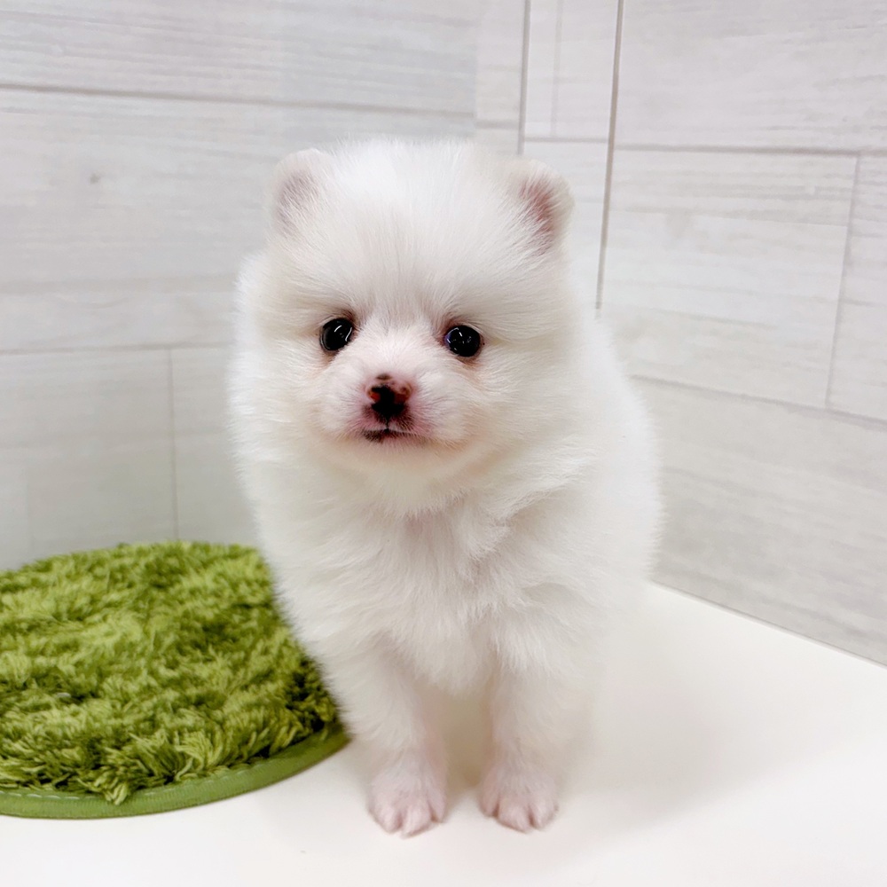 石川県のポメラニアン (犬の家＆猫の里アミーゴ金沢おこばた店/2026年3月24日生まれ/男の子/クリーム)の子犬の2枚目の画像