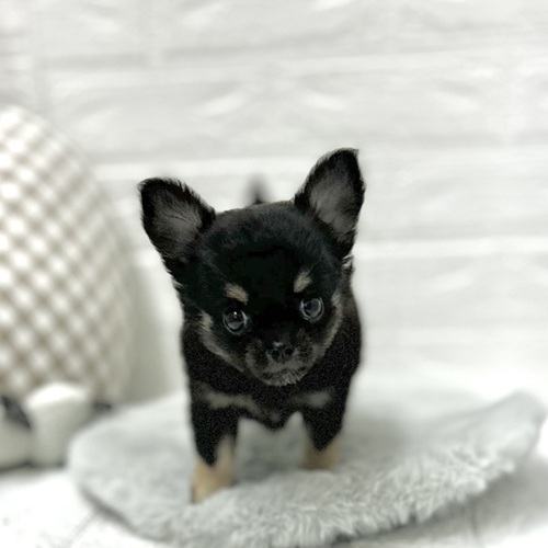 愛知県のチワワ(ロング) (犬の家＆猫の里豊川インター店/2026年3月24日生まれ/男の子/ブラックタン)の子犬の1枚目の画像