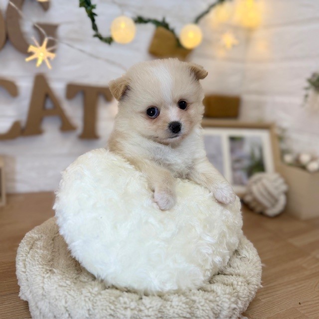 千葉県のポメチワ/チワポメ/ポメチー(ポメラニアン×チワワ) (犬の家＆猫の里ワンズモール稲毛店/2026年3月24日生まれ/男の子/クリーム)の子犬の2枚目の画像