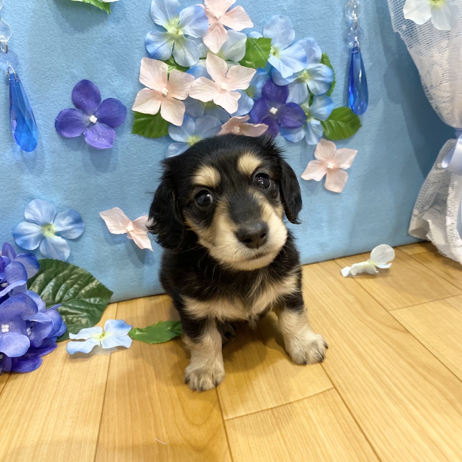 長野県のミニチュアダックスフンド(ロング) (犬の家＆猫の里カインズ梓川店/2026年3月22日生まれ/女の子/ブラックイエロー)の子犬の1枚目の画像
