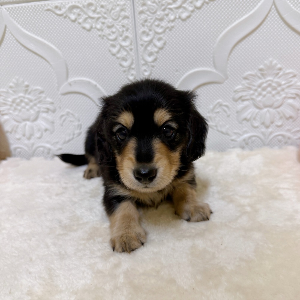 愛知県のミニチュアダックスフンド(ロング) (犬の家＆猫の里岡崎店/2026年3月22日生まれ/男の子/ブラックイエロー)の子犬の2枚目の画像