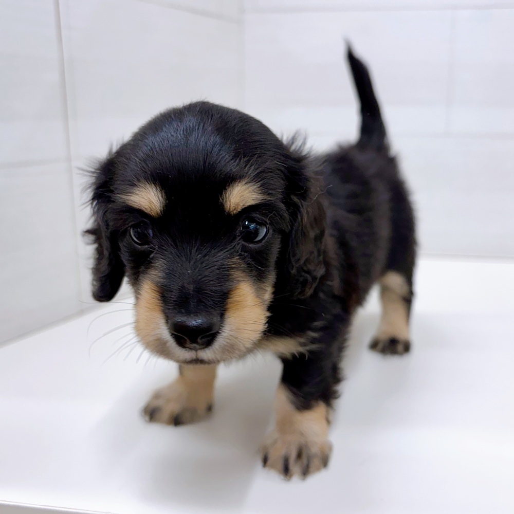 石川県のミニチュアダックスフンド(ロング) (犬の家＆猫の里アミーゴ金沢おこばた店/2026年3月22日生まれ/男の子/ブラックイエロー)の子犬の2枚目の画像