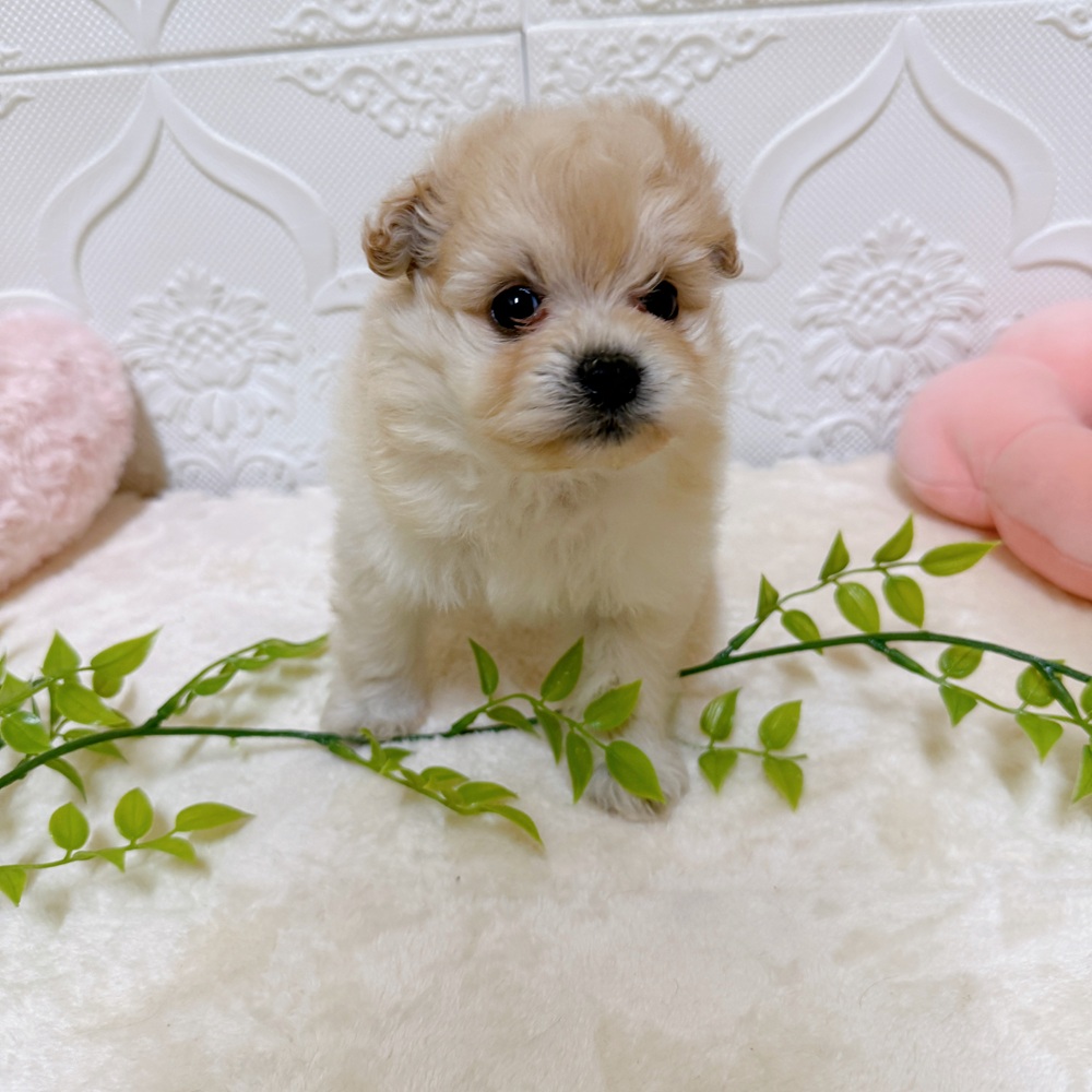 愛知県のポメビション(ポメラニアン×ビションフリーゼ) (犬の家＆猫の里岡崎店/2026年3月21日生まれ/男の子/クリーム)の子犬の2枚目の画像