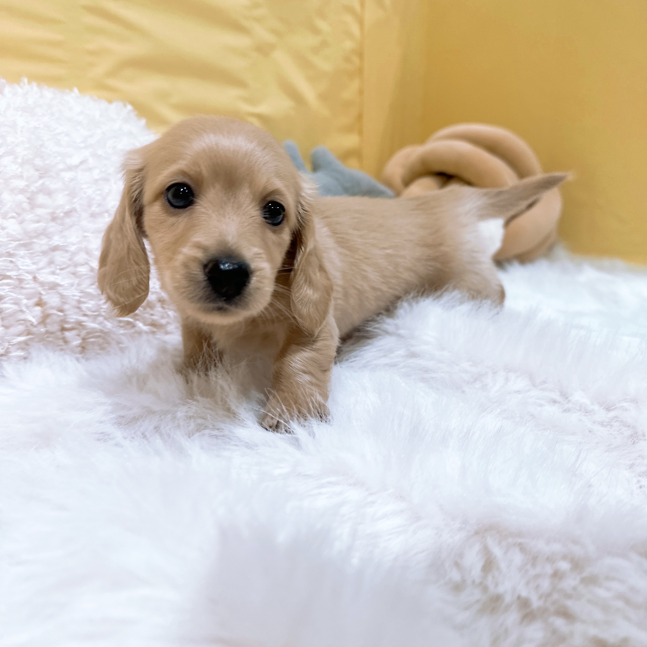神奈川県のミニチュアダックスフンド(ロング) (犬の家＆猫の里元住吉ブレーメン通り店/2026年3月22日生まれ/男の子/イエロー)の子犬の2枚目の画像