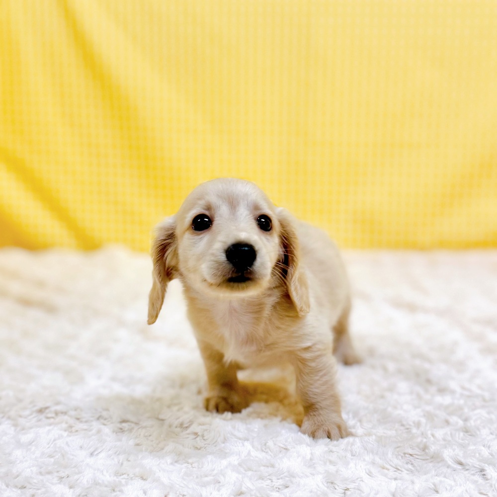 愛知県のミニチュアダックスフンド(ロング) (犬の家＆猫の里一宮店/2026年3月22日生まれ/男の子/イエロー)の子犬の2枚目の画像
