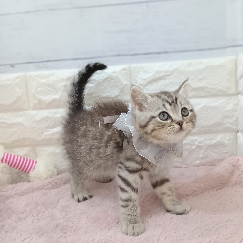 静岡県のマンチカン (犬の家＆猫の里アミーゴ浜松和田店/2026年3月24日生まれ/男の子/シルバータビー)の子猫の2枚目の画像