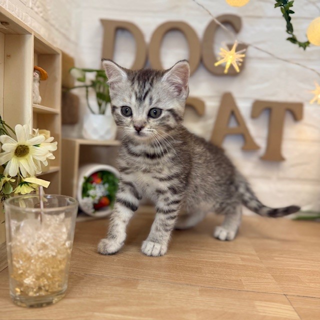 千葉県のマンチカン (犬の家＆猫の里ワンズモール稲毛店/2026年3月24日生まれ/女の子/シルバータビー)の子猫の2枚目の画像