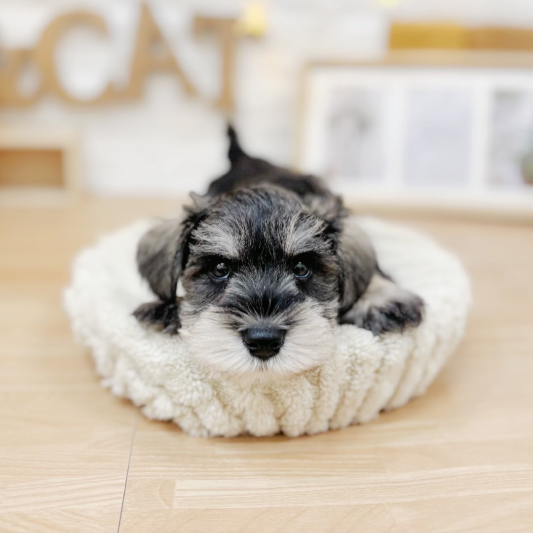 千葉県のミニチュアシュナウザー (犬の家＆猫の里ワンズモール稲毛店/2026年3月23日生まれ/男の子/ソルトペッパー)の子犬の2枚目の画像