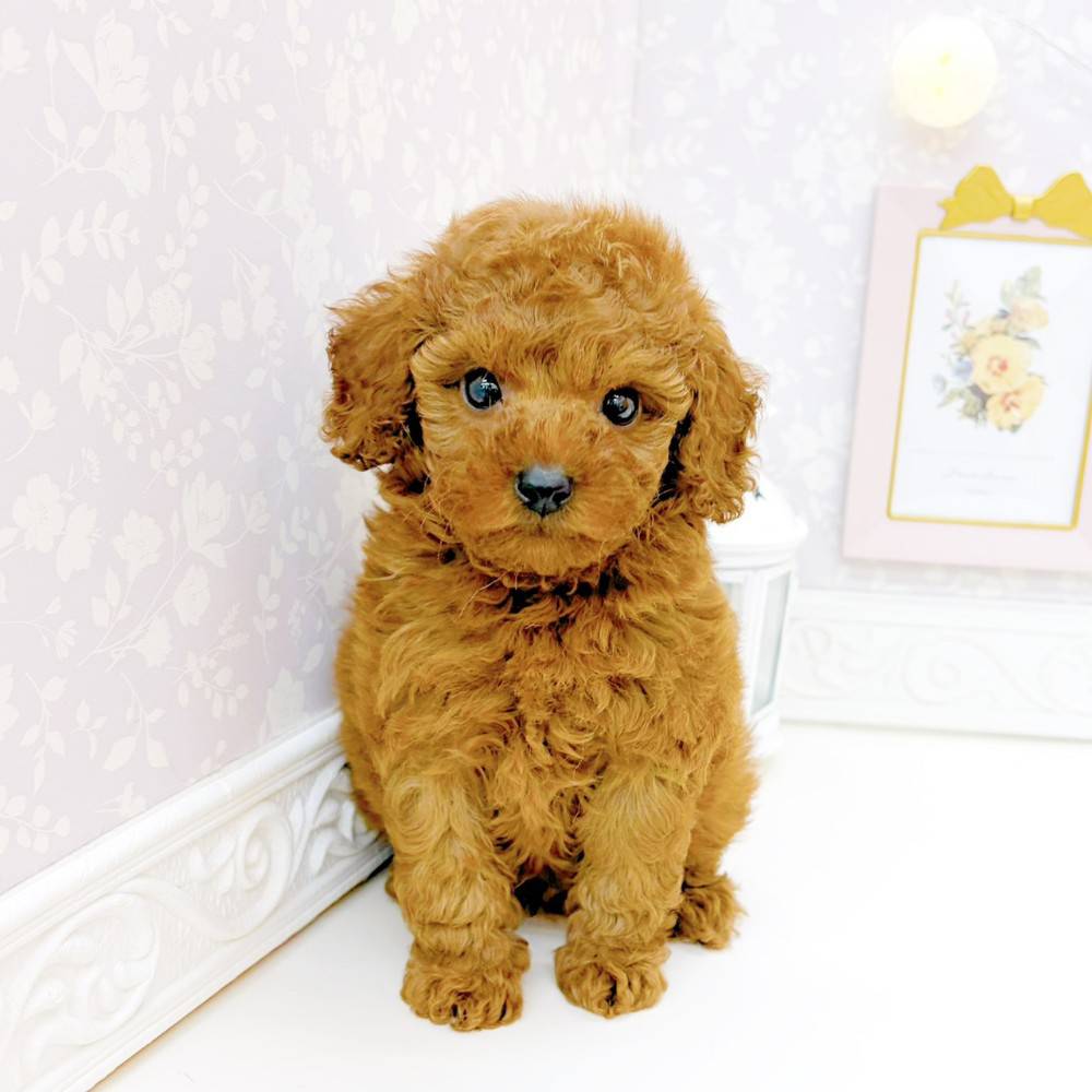富山県のトイプードル(トイ) (犬の家＆猫の里富山店/2026年3月17日生まれ/男の子/レッド)の子犬の1枚目の画像