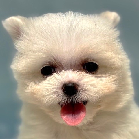 福岡県のポメマル/マルポメ(ポメラニアン×マルチーズ) (犬の家＆猫の里トリアス久山店/2026年3月22日生まれ/女の子/クリーム)の子犬の1枚目の画像