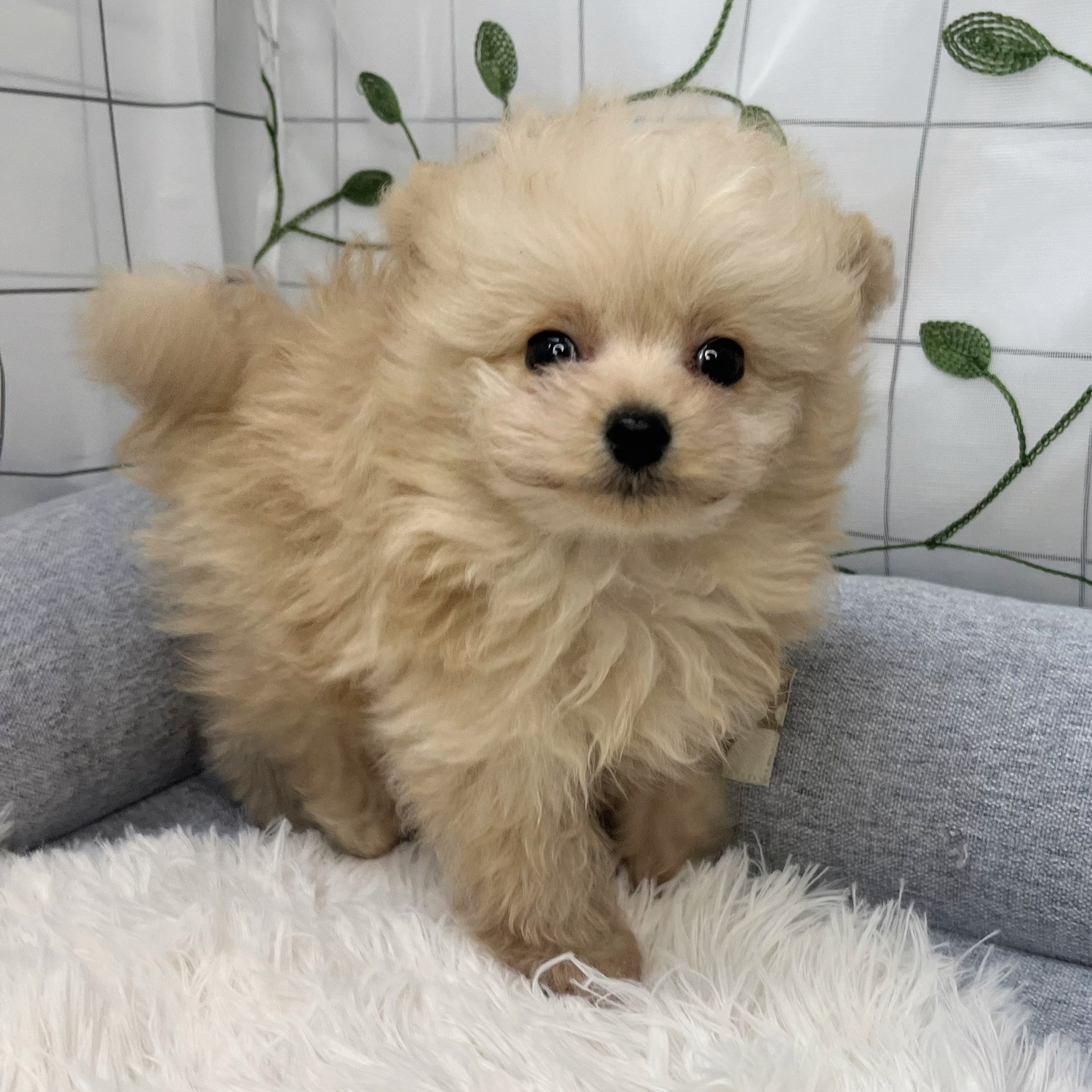 長野県のポメプー(ポメラニアン×プードル) (犬の家＆猫の里塩尻店/2026年3月21日生まれ/男の子/クリーム)の子犬の2枚目の画像